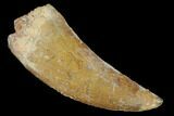 Serrated, Carcharodontosaurus Tooth - Real Dinosaur Tooth #156894-1